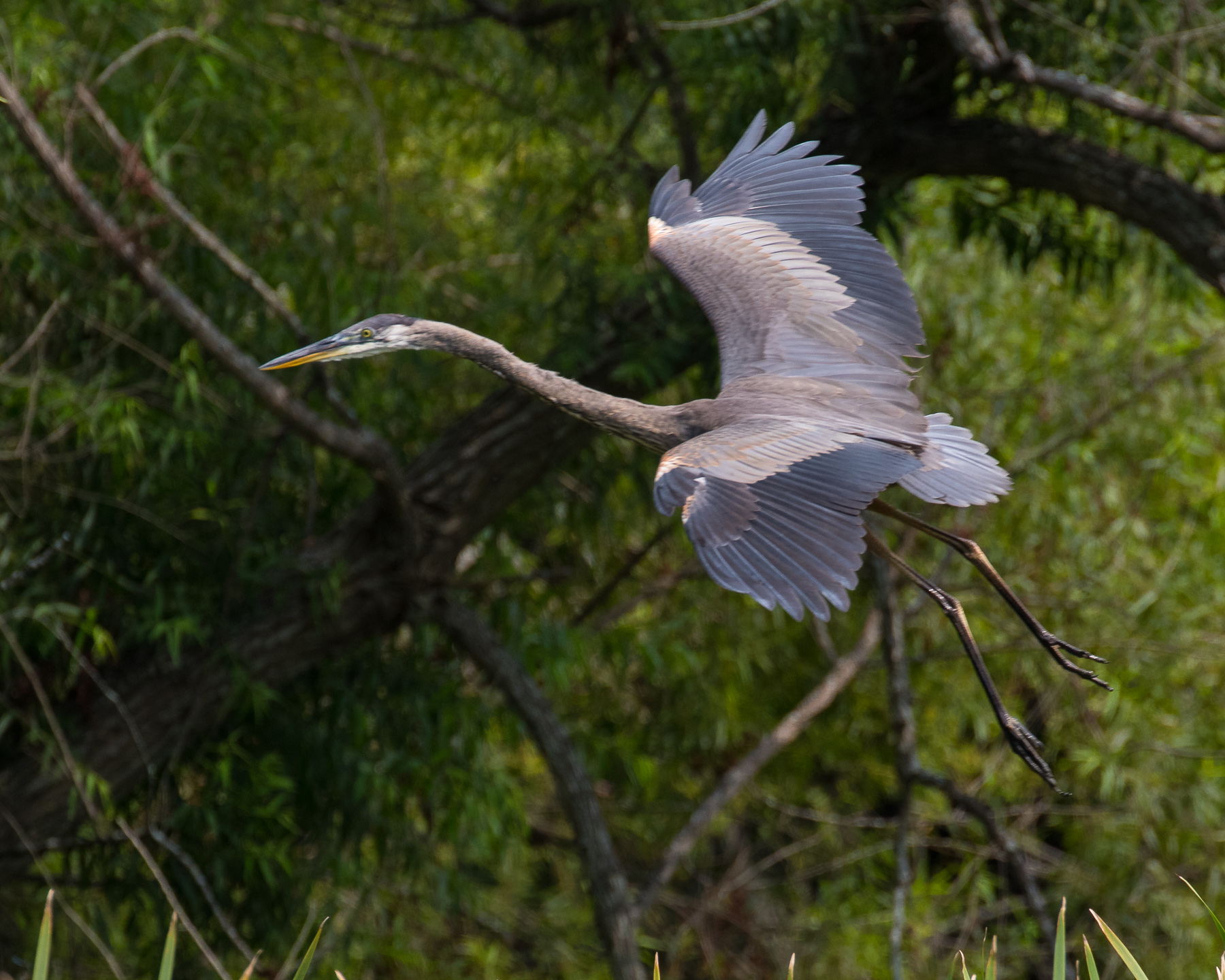 Lake-BlueHerron